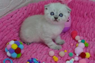 Голубоглазые Вислоухие котята