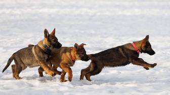 Щенок немецкой овчарки рабочего разведения