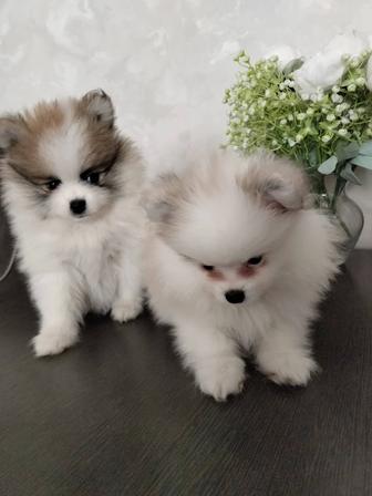 Продаются щенки, Немецкий шпиц