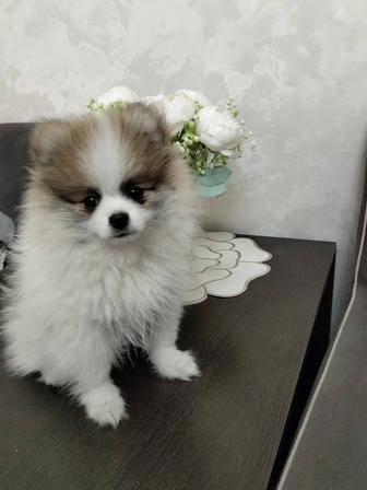 Немецкий шпиц( девочка)