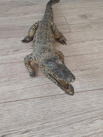 Чучело крокодила