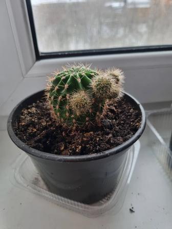 Цветущие кактусы