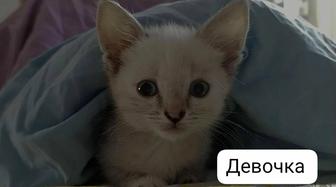 Котята милые и игривые ищут себе любящего и доброго хозяина