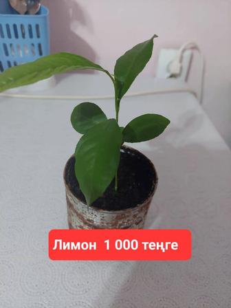 Продам домашнее цветы