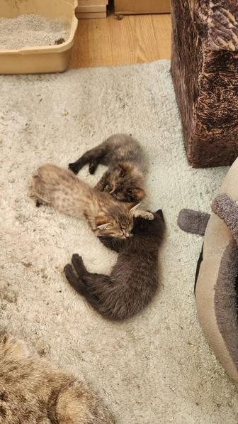 Отдам котят в хорошие руки