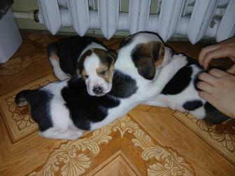 Продам щенка русская пегая гончая
