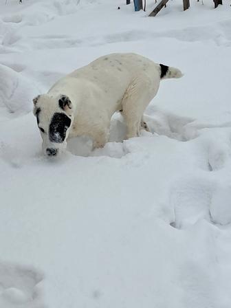 Щенок алабай, мальчик и девочка 4 мес. Привиты по возрасту.