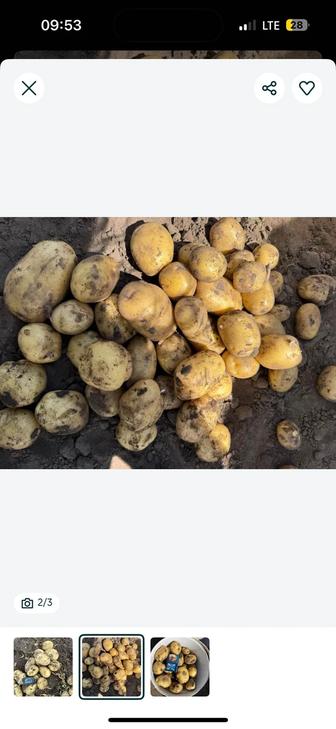 Картофель мешками,