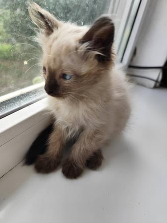 Отдам котенка