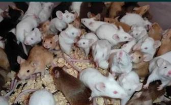 Сатиновые мыши