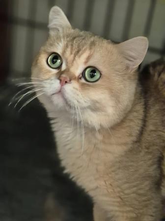 Британский зеленоглазый кот в добрые руки