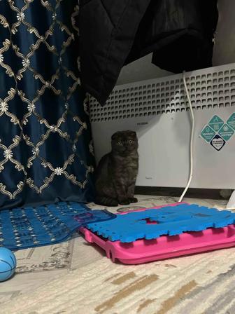 Продам котенка чистокровного