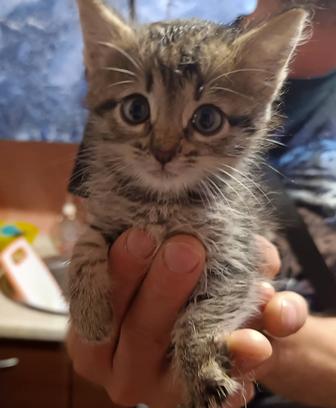 Котенок в добрые ручки
