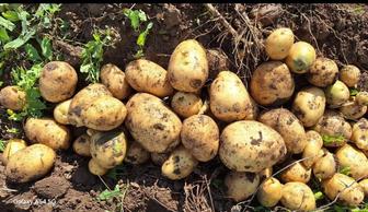 Продам картофель. Домашний