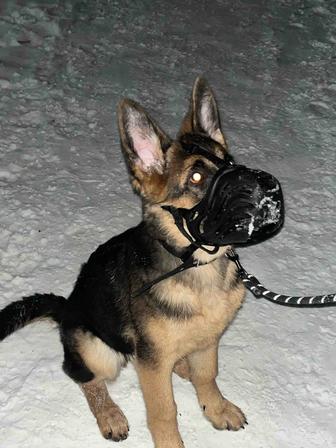 Продам немецкую овчарку четыре месяца