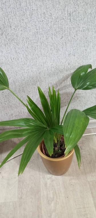 Пальма ливинстона