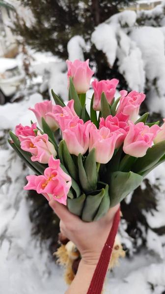 Тюльпаны оптом и в розницу