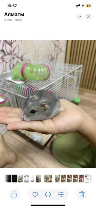 Продам хомяка с клеткой