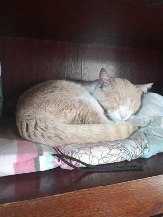 отдам рыже белого кота в хорошие руки бесплатно