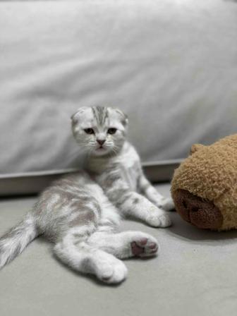 Шотландский вислоухий котенок