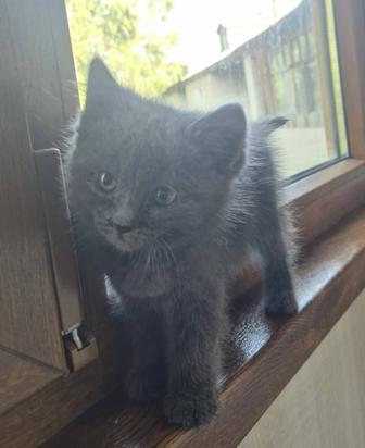 Отдам котенка