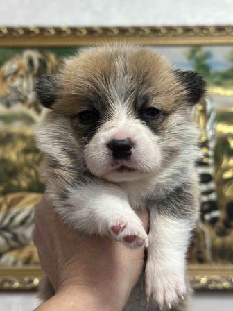 Красивые щеночки вельш корги
