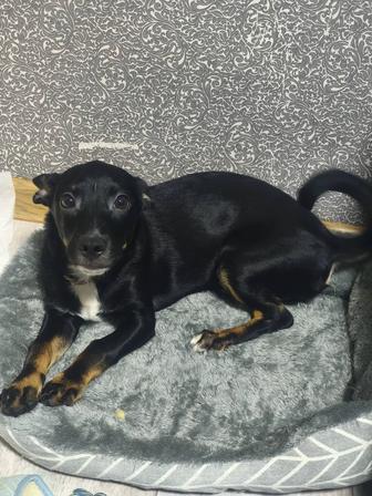 срочно отдам щенка, кобель 4 месяца, с паспортом