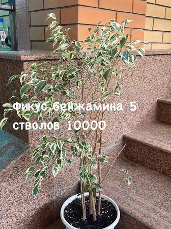 Комнатные растения фикусы Бенжамина , Белиз , тинеке, Анастасия, гриндрим.