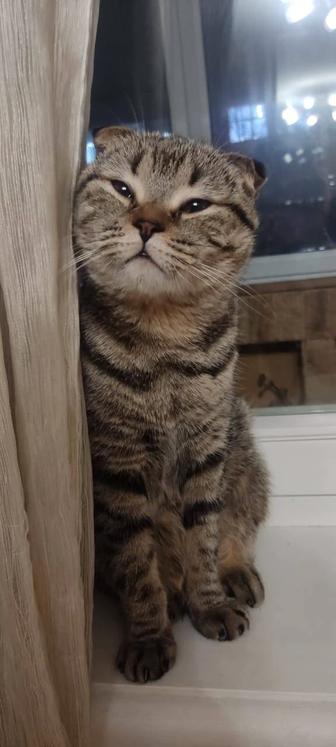 Британская кошка и кот