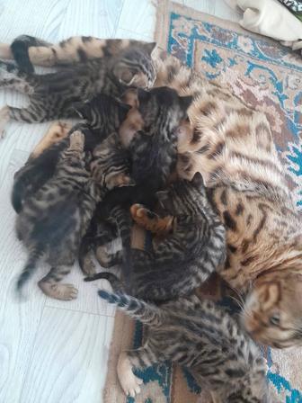 Котята Бенгальские