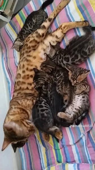 Котята Бенгальские