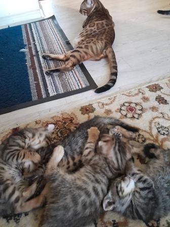 Котята Бенгальские