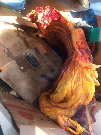 Конина мясо