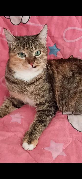 Породистые и не породистые молодые коты и кошки в хорошие руки