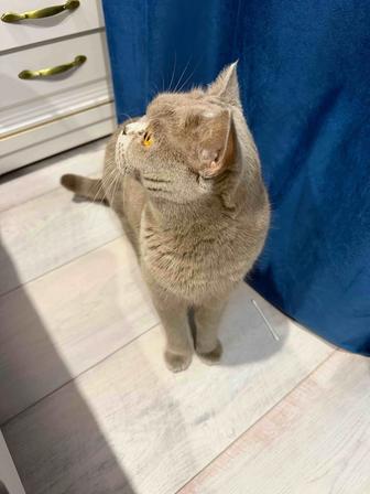 Отдам в хорошие руки кошку