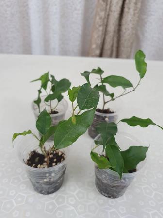 Фикус Моник