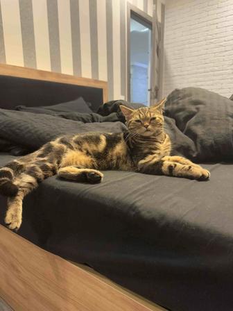 Отдам шотландского кота в ответственные руки!