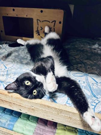 Кошечка Нотка ищет семью