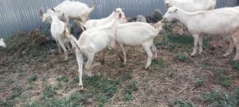 Продам производителя козла(теке) от дойных,порода Зайнен,Альпа