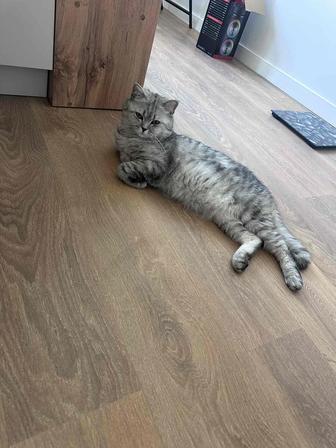 Отдам бесплатно шотландского кота