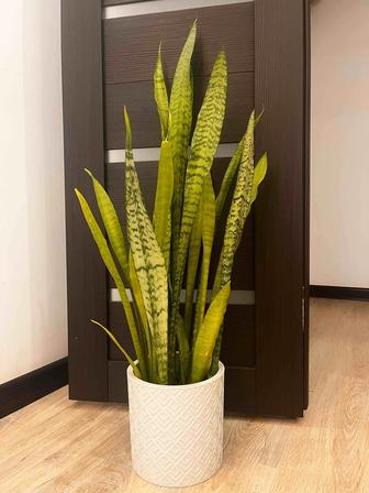 Сансевиерия Зейланика