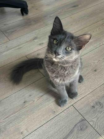 Котенок мальчик 4-5 месяцев бесплатно
