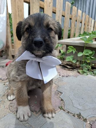Щенок в поиске дома