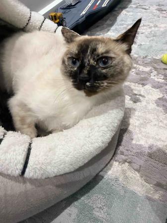 Домашняя кошечка ищет дом