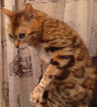 Продам Бенгальскую кошку