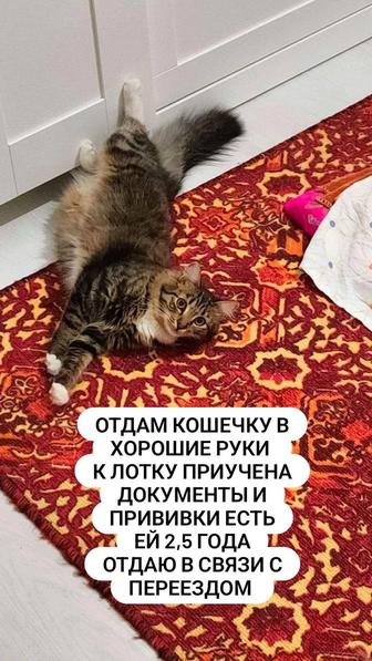 Отдам даром кошек