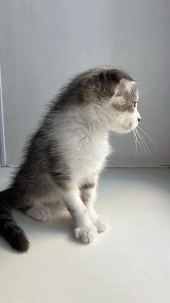 Продам шотландского котенка