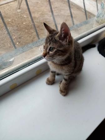 Котенок мальчик 4 месяца, домашний, к лотку приучен