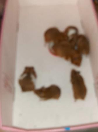 Продам хомяков