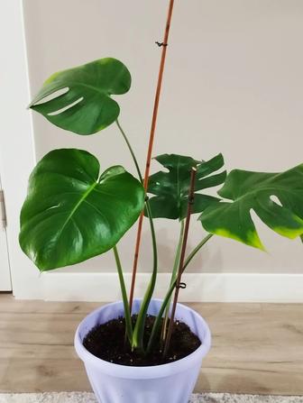 Монстера,комнатный цветок